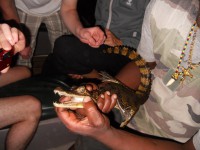 Les caimans