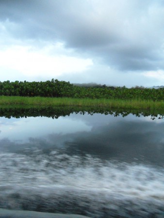 La végétations flottent sur l'eau.